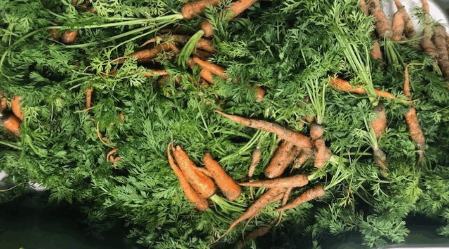 당근 잎 먹어도 될까? 당근 잎 요리와 효능은? 🥕🥕🥕