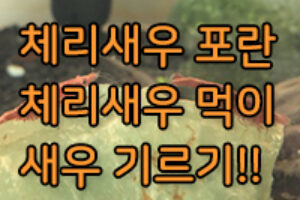 체리새우 키우기, 드디어 번식 성공! 체리새우 먹이는?