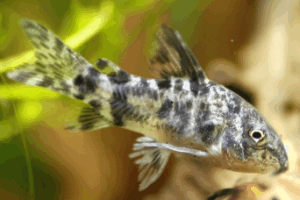 코리도라스+체리새우+구피 합께 키우기! 물맞댐하기!