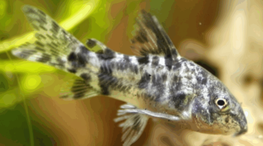 코리도라스+체리새우+구피 합께 키우기! 물맞댐하기!